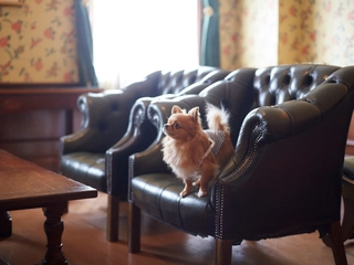 【ペットとお泊りルーム】 ペットに優しい特殊加工のフローリング