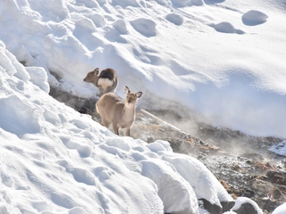 畔に現れたエゾシカ
