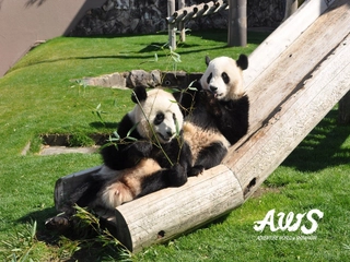 【観光:アドベンチャーワールド】