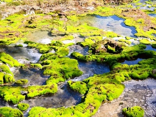 【観光】チャツボミゴケ公園（A park covered with moss）