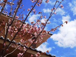 【施設】春イメージ . Do you feel the spring is coming
