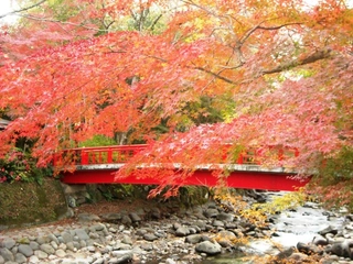 【修善寺温泉/紅葉】(11月中旬~12月上旬)