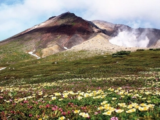 ■旭岳■夏には色とりどりの高山植物を見られます。是非散策路を歩いてみては？
