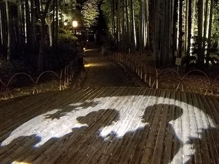 【竹林の小径】ライトアップ　夜の散策で素敵な風景に出会えるかもしれません