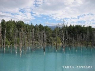 ■美瑛■青い池は当館より車で約1時間。不思議な程に青い池は、目で見ると更に感動的です。