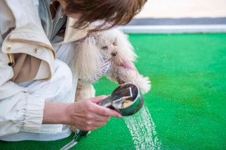 【ルシアン/洗い場】