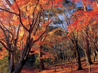 【修善寺紅葉林/もみじまつり】(11月中旬~12月上旬)