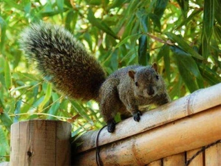 【敷地内の動物】自然のリスが現れることも