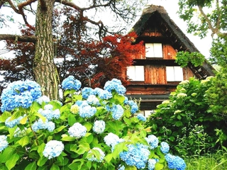 紫陽花と合掌集落