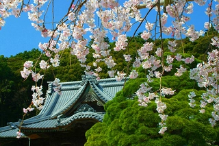 【修禅寺桜】(3月中旬)
