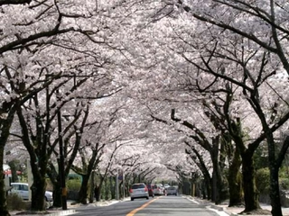 伊豆高原桜並木の桜は例年3月頃が見頃です♪きらの里から桜並木まではお車で約7分です♪