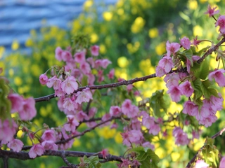 河津桜まつり開催♪期間は2月10日～3月10までとなります。2月上旬に咲き始め3月上旬に満開を迎える早咲き桜です。