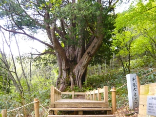 【平湯大ネズコ】”森の巨人たち百選”にも選ばれている名木