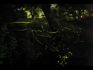 【赤蛙公園/ほたるの夕べ】(5月下旬~6月上旬)