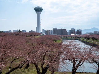 【周辺】五稜郭の桜 函館でも有数のお花見スポット。地上とタワー展望台の両方から桜を楽しめます。
