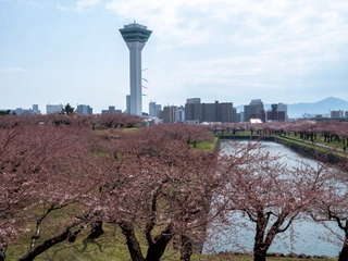 【周辺】五稜郭の桜　函館でも有数のお花見スポット。地上とタワー展望台の両方から桜を楽しめます。