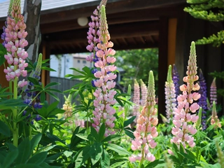 【季節：春】例年6月上旬に、当館敷地内のルピナスの花が見頃を迎えます。
