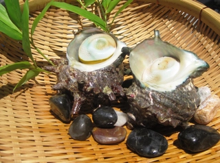 【追加一品料理】「サザエ壺焼き/お刺身」※要事前予約