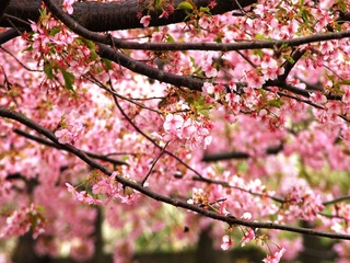 宿の近隣にある公園でも河津桜を見ることが出来ます。毎年、この桜を見物しに訪れるリピーター様もいらっしゃいます。