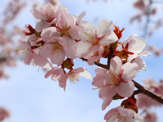 【季節：春】平湯温泉の桜の見頃は、例年4月下旬～5月上旬です。薄桃色の可愛らしい花が、行き交う人々をお迎えします。