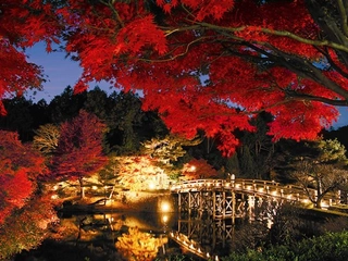 【虹の郷/紅葉ライトアップ】(11月中旬~12月上旬)