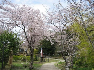 【春】きらの里の敷地内の桜は例年下旬頃が見頃です♪