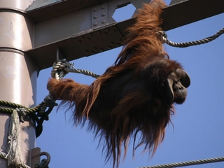 ■旭山動物園■当館より車で約50分。大迫力のオランウータンを観察できます。