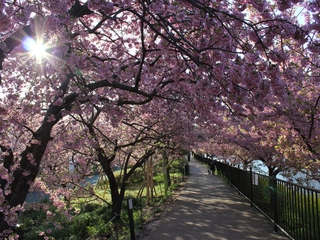 ピンクの色鮮やかな桜を見ながら歩く遊歩道。夜のライトアップも楽しめます。