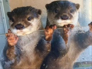【観光】鳥羽湾めぐりとイルカ島(近鉄鳥羽駅から徒歩約10分)