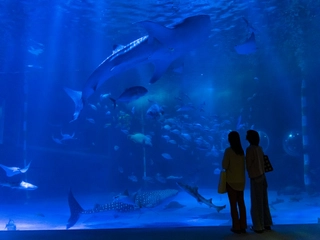 【周辺観光】のとじま水族館