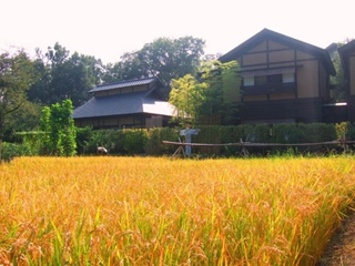 【秋】毎年秋には稲刈り