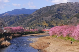【河津桜まつり】(2月中旬~3月上旬予定)