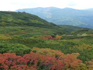 ■旭岳■日本一早いと言われている秋の紅葉。一度は目にして頂きたい景色です。