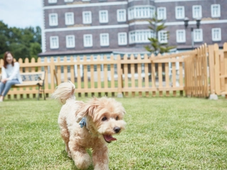 【施設】ドッグランでわんちゃんも大喜び