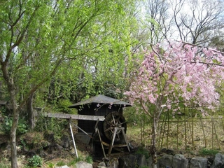 【春】しだれ桜と水車。春ならではの美しい風景