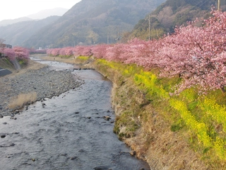 河津川の下流から河口付近まで、川沿い約4kmにわたって桜並木が続きます。満開の頃は菜の花との美しい風景を作り上げます。