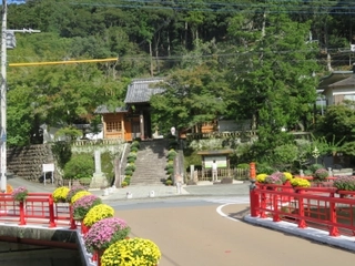 【修善寺温泉/菊飾り】(10月上旬~11月中旬)