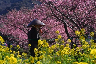 【河津桜まつり】(2月中旬~3月上旬予定)