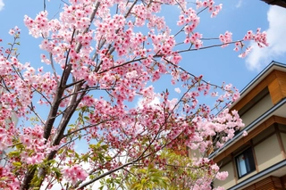 花伝抄～春・桜～