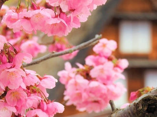 桜の見頃は4月初旬から中旬