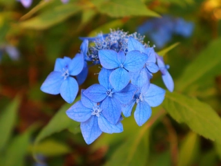 【季節：夏】山紫陽花。一つ一つが小ぶりではありますが、深い青色の花が涼しさを感じさせます。