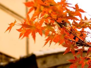【秋】色づく紅葉たち
