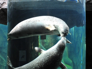 ■旭山動物園■当館より車で約50分。大水槽でアザラシを観察!