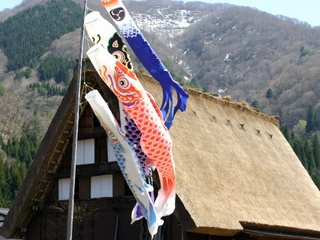 鯉のぼりと合掌集落