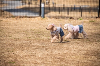 【ルシアン/ドッグラン】