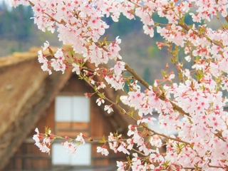 桜の見頃は4月初旬から中旬