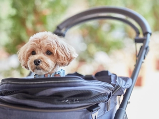 【ワンちゃん用 バギー】