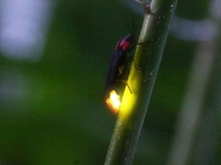 【敷地内の動物】大浴場の前の小川には例年数匹のホタルが現れます♪(例年5月下旬~6月上旬頃まで)