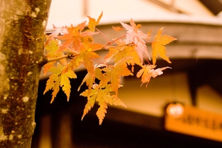 【秋】帳場で紅葉がお出迎え