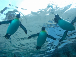 ■旭山動物園■当館より車で約50分。水中トンネルでペンギンの泳ぎ姿を観察！